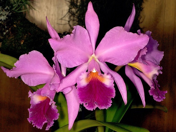 Cattleya Orchid, Corsage Orchid, Catts