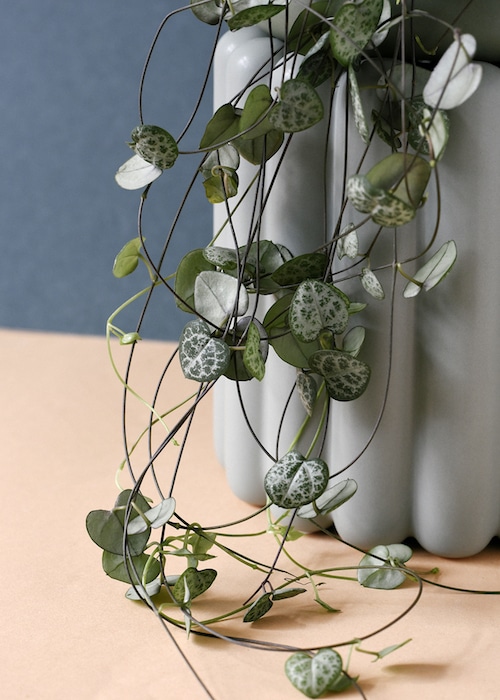 String of Hearts Plant, String of Hearts, Ceropegia woodii