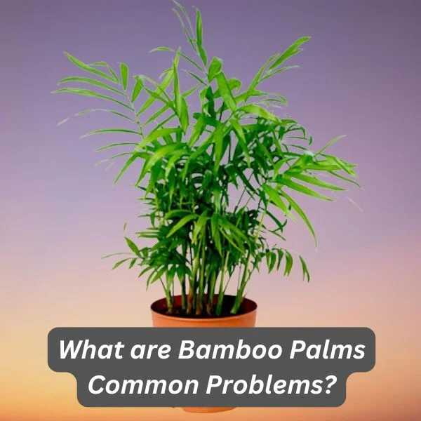 Bamboo Palm, Chamaedorea erumpens