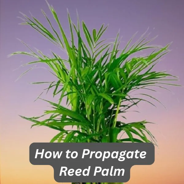 Reed Palm, Chamaedorea seifrizii