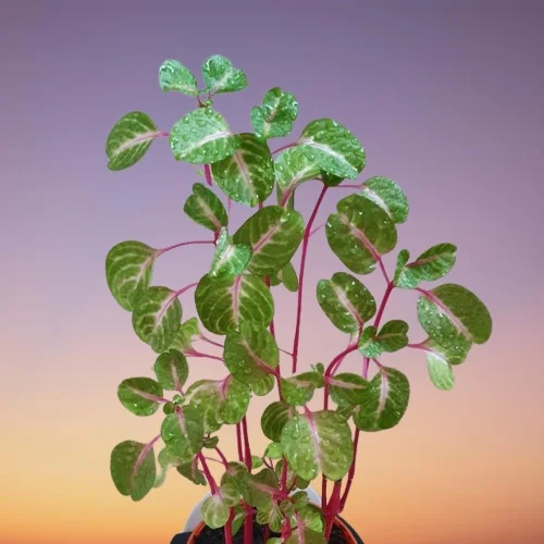 Chicken Gizzard Plant, Iresine herbstii aureoreticulata