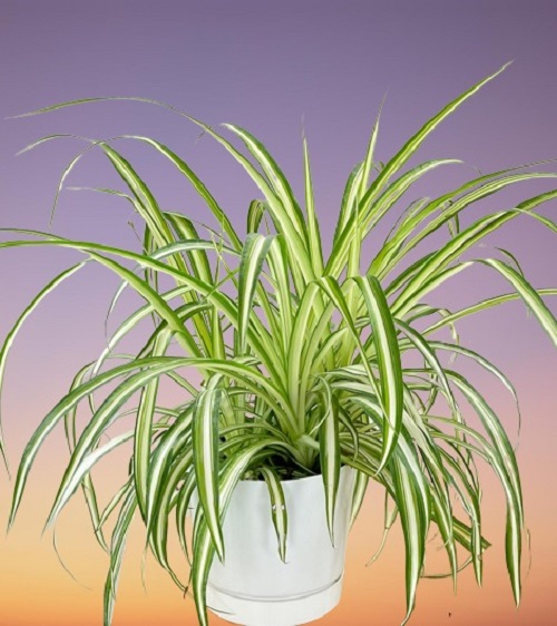 Spider Plant, Chlorophytum comosum