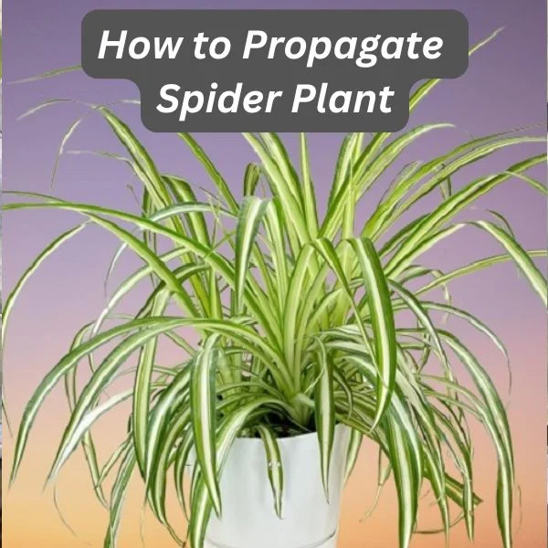 Spider Plant, Chlorophytum comosum