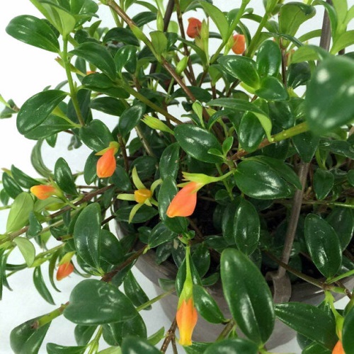 Houseplant, Goldfish plant, Columnea