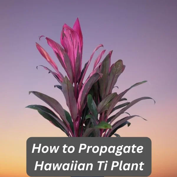 Hawaiian Ti Plant, Cordyline terminalis