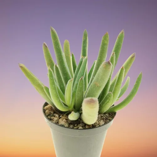 Cotyledon campanulata, Bell-flowered Cotyledon