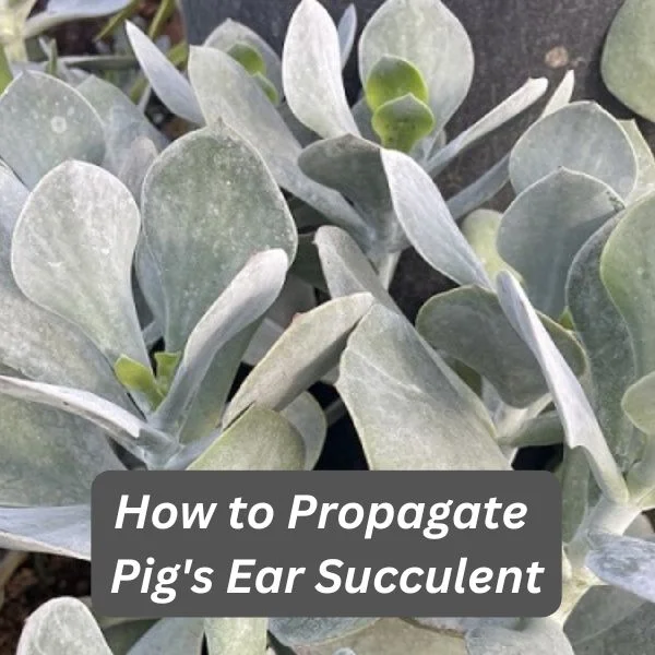 Pig's Ear Succulent, Cotyledon orbiculata