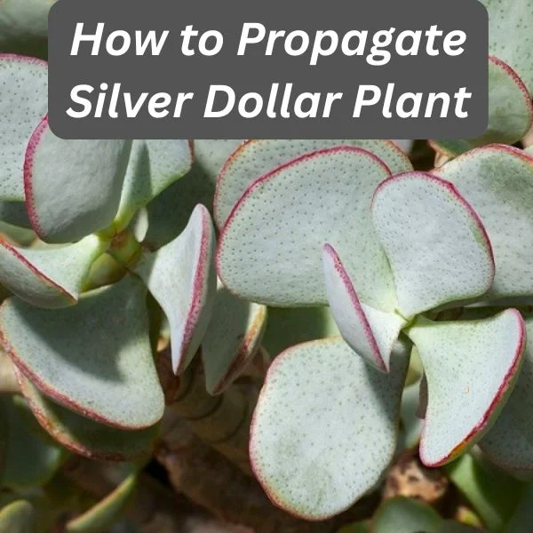 Silver Dollar Jade, Crassula arborescens, Silver Dollar Plant