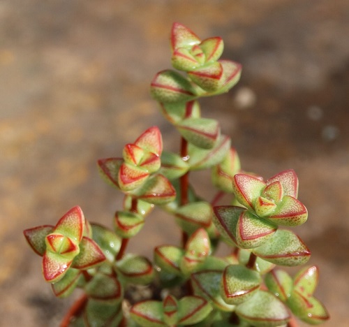 Crassula brevifolia, Crassula pearsonii