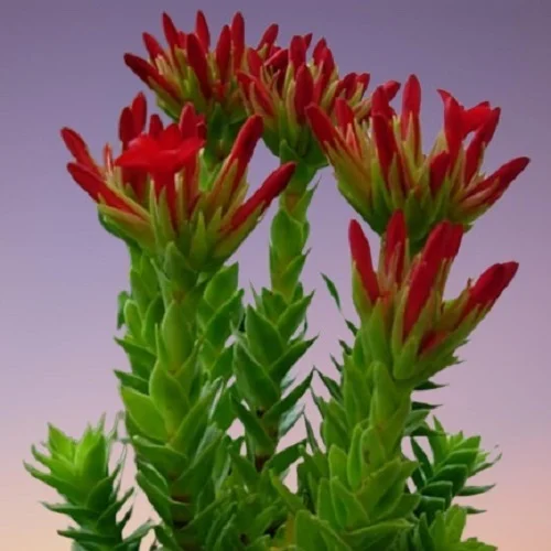 Sunglow Plant, Red Crassula, Crassula coccinea