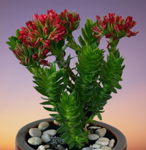 Sunglow Plant, Red Crassula