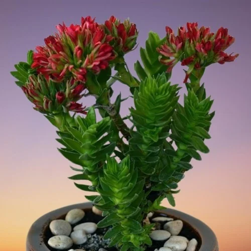 Sunglow Plant, Red Crassula