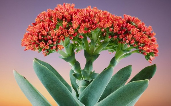 Propeller Plant, Crassula falcata, Scarlet Paintbrush Plant