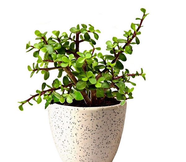 Jade Plant, Crassula ovata, Crassula argentea