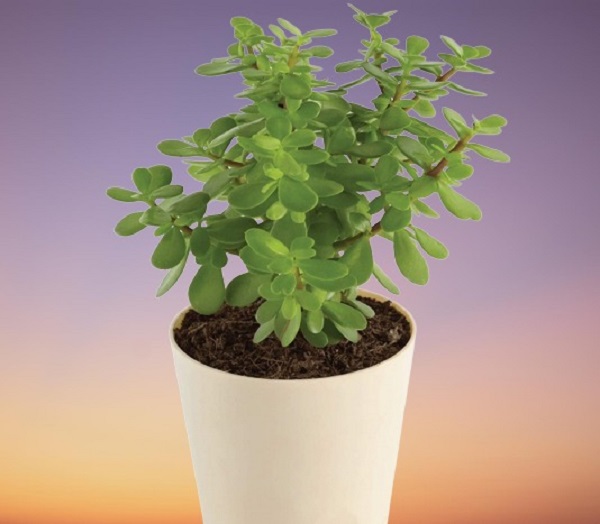 Jade Plant, Crassula ovata