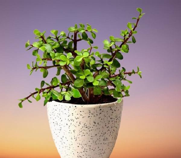 Jade Plant, Crassula ovata, Crassula argentea