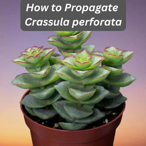 String of Buttons Plant, Crassula perforata