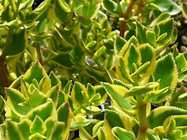 Variegated Showy Trailing Jade, Crassula sarmentosa Variegata