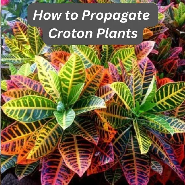 Croton Plant, Codiaeum variegatum, Joseph's Coat