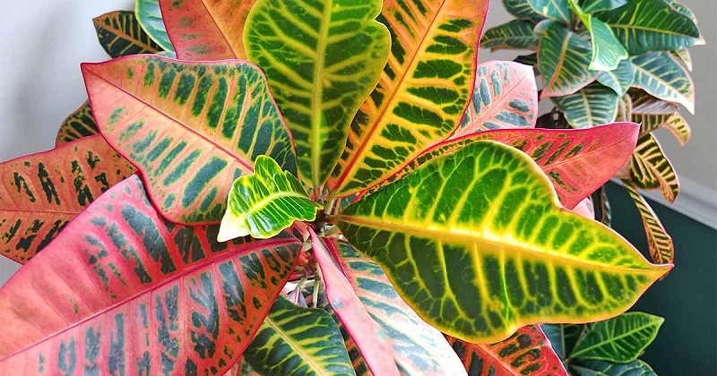 Croton Plant, Codiaeum variegatum