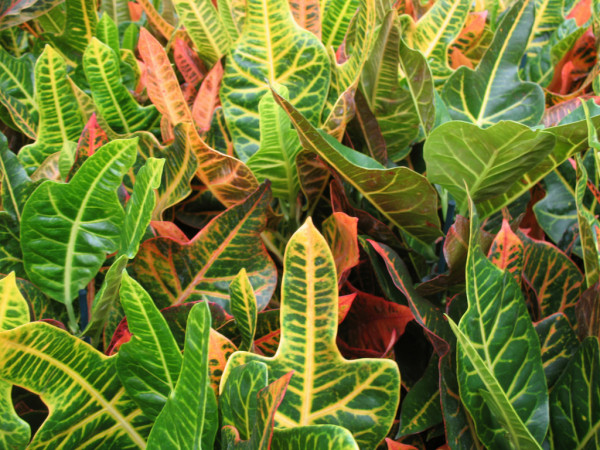 Croton Plant, Codiaeum variegatum
