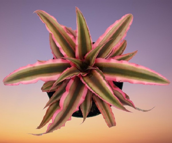 Earth star bromeliad, Cryptanthus Bromeliad