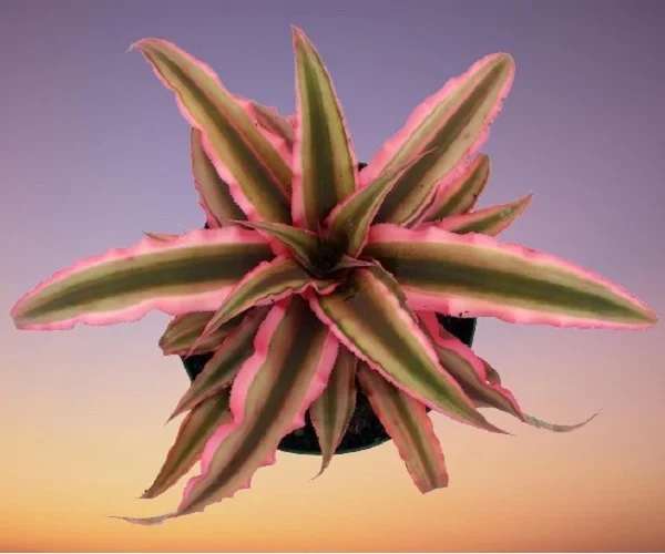 Earth star bromeliad, Cryptanthus spp