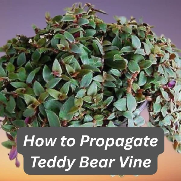 Teddy Bear Vine, Cyanotis kewensis