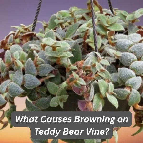 Teddy Bear Vine, Teddy Bear Plant, Cyanotis kewensis