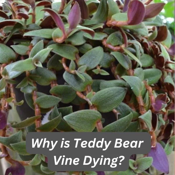 Teddy Bear Vine, Teddy Bear Plant, Cyanotis kewensis