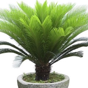 Houseplant, Sago Palm