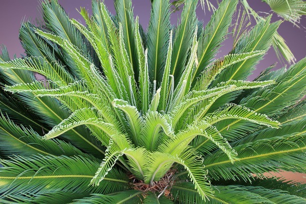 Sago Palm Care, Cycas revoluta Care