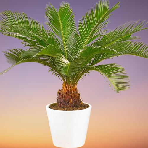 Sago Palm Care, Cycas revoluta Care