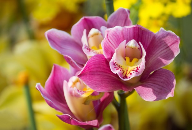 Boat Orchid, Cymbidium Orchid