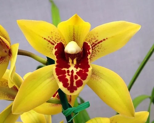 Boat Orchid, Cymbidium Orchid