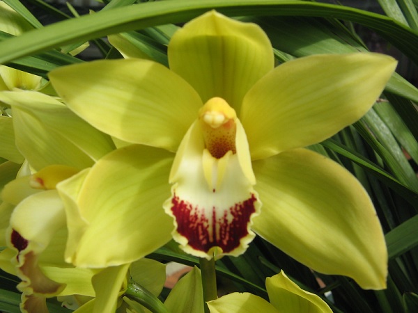 Boat Orchid Care, Cymbidium Orchid Care