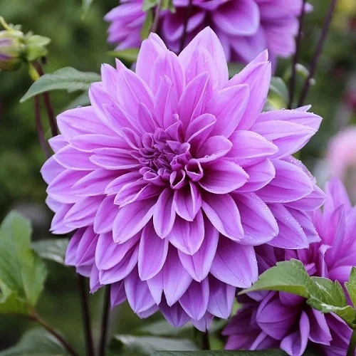 Dahlia spp, Dahlia Plant