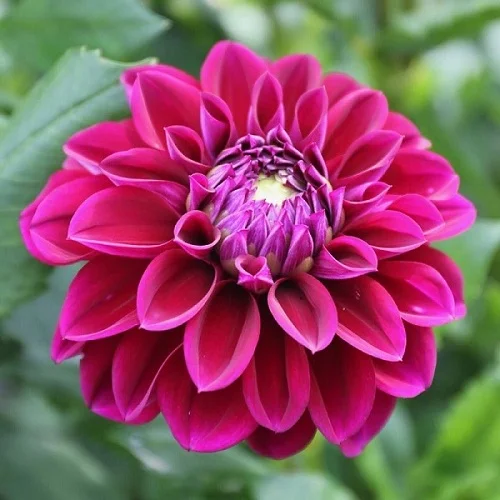 Japanese Camellia, Dahlia Plants, Common Camellia