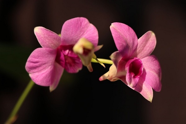 Dendrobium Orchid, Dendrobium Phalanopsis
