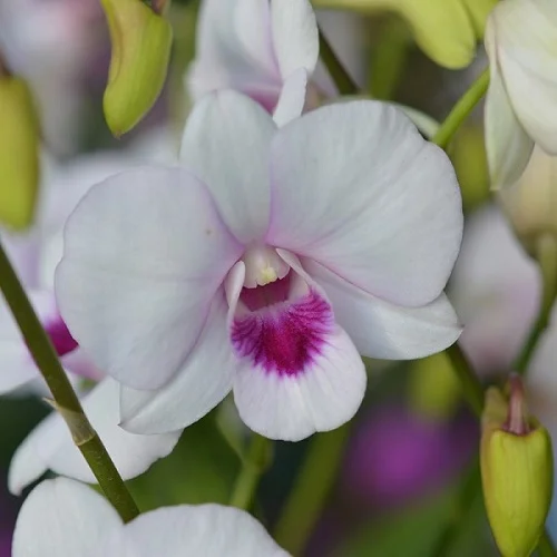 Dendrobium Phalaenopsis Orchid