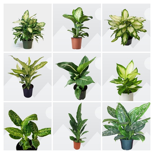 Dieffenbachia Plants Collage