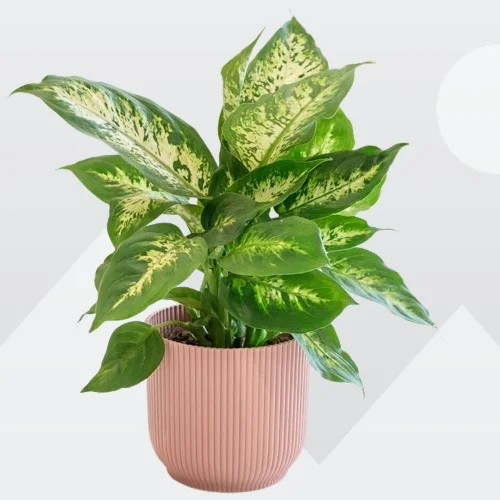 Dumb cane, Dieffenbachia