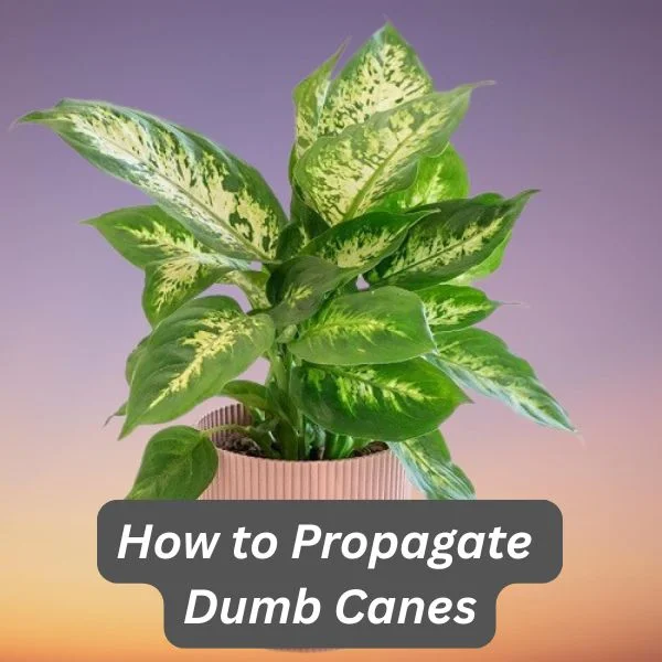 Dumb cane, Dieffenbachia