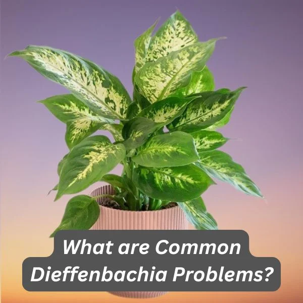 Dieffenbachia Plant