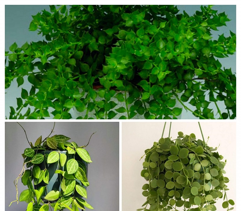 Dischidia Plants Collage