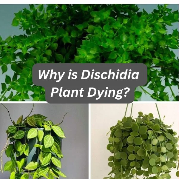 Dischidia Plant