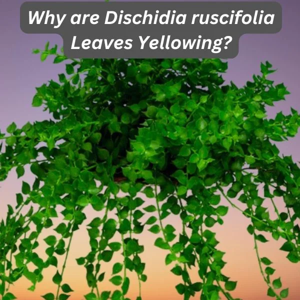 Million Hearts Plant, Dischidia ruscifolia