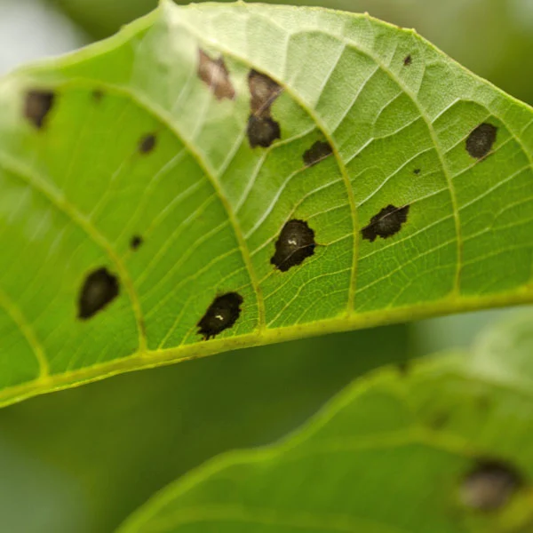 Houseplant Disease, Leaf Spot