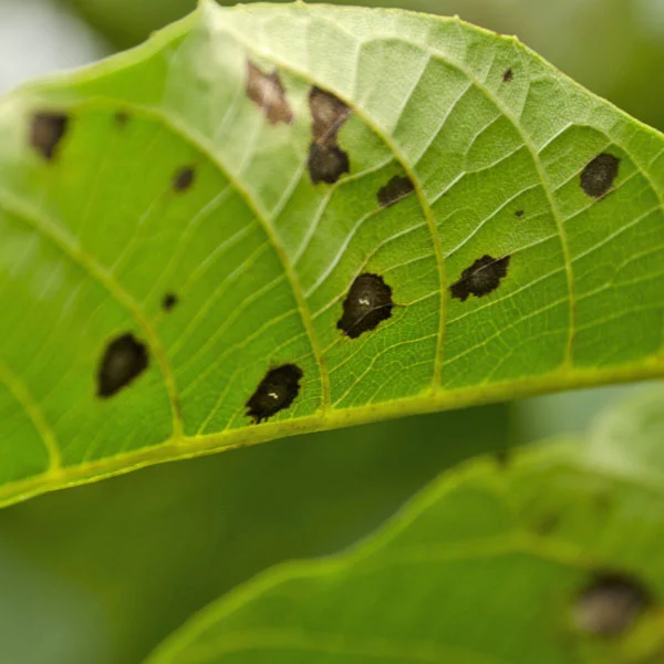 Leaf Spot Disease