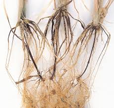 Houseplant Disease, Root rot disease